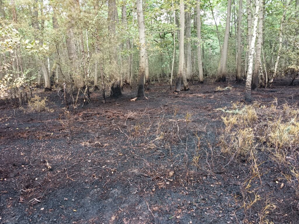 Site of a forest fire, Forest Lane, Tad.ey 21 July 2026
